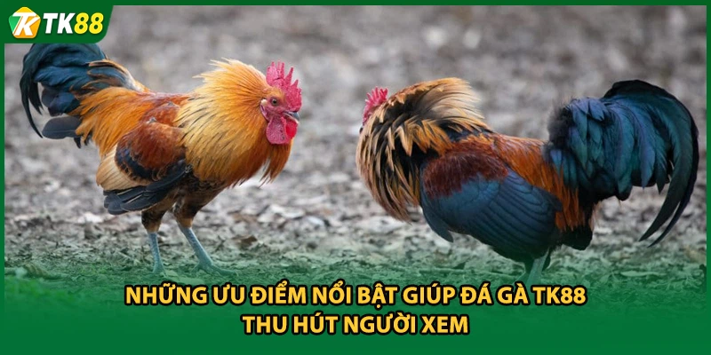 Những ưu điểm nổi bật giúp đá gà TK88 thu hút người xem